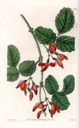 Kennedia macrophylla, växt hemma i Australien, sällsynta hotade arter - Plåt graverad av S. Watts, från en illustration av Sarah Anne Drake (1803-1857), från Botanical Register of Sydenham Edwards (1768-1819), England