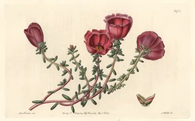 Storblommig portulak eller elva timmars riddare, infödd i Chile - S. Watts starkt vatten från en illustration av Sarah Anne Drake (1803-1857), från det botaniska registret