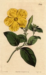 Stor ljusgul savannblomma, hemma i Jamaica och Santo Domingo. Större savannblomma med levande gul blomma, infödd från savannerna på Jamaica och St. Domingo. Echites suberecta.Handfärgad kopparstick från en botanisk illustration