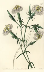 Libanon nejlika (art i fara) - Rosa av Libanon, Dianthus libanotis. Hotade arter. Handfärgad kopparstick av S. Watts efter en illustration av Miss Sarah Drake från Sydenham Edwards