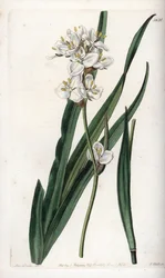 Libertia, endemisk till Chile - Graverad av S.Watts, från en illustration av Sarah Anne Drake (1803-1857), från Botanical Register of Sydenham Edwards (1768-1819), England