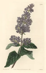 Lilac of Hungary - Strong water av S. Watts från en illustration av Sarah Anne Drake (1803-1857), från Botanical Register