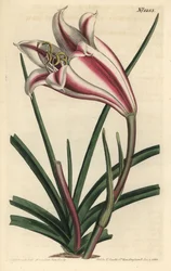 Lily Variete - Cape Coast lilja, Crinum ornatum (Amaryllis ornata). Handkolorerad kopparstick av F. Sansom Jr. efter en illustration av Sydenham Edwards från William Curtis
