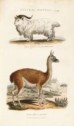 Långhornad get och lama