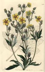 Långbladig cinquefolia variete - Potentilla longifolia (Viscid cinquefoil, Potentilla viscosa). Handkolorerad kopparstick av S. Watts efter en illustration av M. Hart från Sydenham Edwards