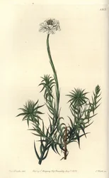 Långbladigt sphenotoma, Sphenotoma capitatum. Handkolorerad kopparstick av S. Watts efter en illustration av Miss Sarah Drake från Sydenham Edwards