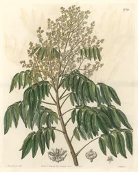 Longanier, ursprungligen från Kina - S. Watts starkt vatten från en illustration av Sarah Anne Drake (1803-1857), från Botanical Register
