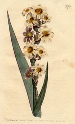 Marica har vita, gulstrimmiga blommor och lila linjer. Strimig blommig marica med vita, gula och renrandiga blommor. Marica striata. Handfärgad kopparstick från en botanisk illustration av Sydenham Edwards från William Curtis "" B