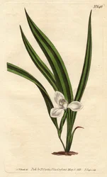 Marica marica med små vita blommor och smala och randiga blad. Marsh marica med små vita blommor och smalrandiga blad. Marica paludosa. Handfärgad kopparstick från en botanisk illustration av Sydenham Edwards från William Curtis