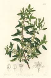 Maytenus boaria (maiten), endemisk till Central- och Sydamerika - Strong water av S. Watts från en illustration av Sarah Anne Drake (1803-1857), från det botaniska registret