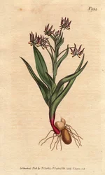Melantium förgrening, med många små blommor syren, lök och rötter. Förgrenande melantium, med många små syrenblommor, och lökar och rotstruktur. Ornithoglossum viride (Melanthium viride) Handfärgad kopparstick från en botanisk illustration