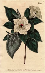 Melhania Saint Helena med vita blommor.St. Helena Rött trä med vita blommor. Melhania erythroxylon. Handfärgad kopparstick från en botanisk illustration av Sydenham Edwards från William Curtis "" Botanical Magazine"" 1790-1800.