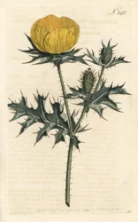 Mexikansk Argemone - Mexikansk argemone eller taggig vallmo, Argemone mexicana. Handfärgad kopparstick av Sansom efter en illustration av Sydenham Edwards från William Curtis