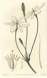Mexikansk stjärna - Mexikansk stjärna eller snövit milla, Milla biflora. Handkolorerat kopparstick av S. Watts efter en illustration av miss Sarah Drake från Sydenham Edwards
