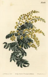 Mimosa - Dunig slingor, Acacia pubescens, sårbar (hårig skaft mimosa, Mimosa pubescens). Handkolorerad kopparstick av F. Sansom Jr. efter en illustration av Sydenham Edwards från William Curtis