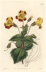 Mimule, smeknamnet Monkey Flower eller Mysk Flower, Hybrid Variety - S. Watts Strong Water från en illustration av Sarah Anne Drake (1803-1857), från Botanical Register