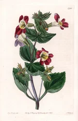 Mimule-variete, kallad monkey flower eller mysk flower - Graverad tavla av S.Watts, från en illustration av Sarah Anne Drake (1803-1857), från Botanical Register of Sydenham Edwards (1768-1819), England