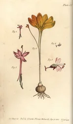 Monandria 1,2, tyg av guld, Crocus angustifolius (Triandria) 3, och trollkarls nattskugga, Circaea alpina (Diandria) 4,5. Handkolorerad kopparstick av en botanisk illustration av Sydenham Edwards för William Curtis