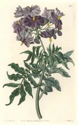 Morelle (Solanum), född i Chile - Strong water av S. Watts från en illustration av Sarah Anne Drake (1803-1857), från Botanical Register