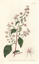 Myggblomma eller mexikansk lopezia, Lopezia racemosa. Handkolorerad kopparstick av Sansom efter en illustration av Sydenham Edwards från William Curtis
