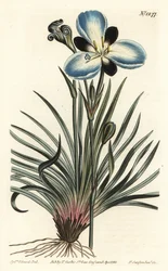 Sorgblommig aristea, Aristea lugens (Aristea melaleuca). Handkolorerad kopparstick av F. Sansom Jr. efter en illustration av Sydenham Edwards från William Curtis