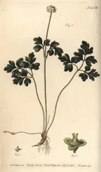 Myskrot, Adoxa moschatellina, Tetragynia, blomma 1 och pistilla 2,3. Handkolorerad kopparstick av F. Sansom av en botanisk illustration av Sydenham Edwards för William Curtis