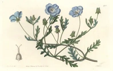 Namophile maculee, ursprungligen från Kalifornien - Water forte av S. Watts från en illustration av Sarah Anne Drake (1803-1857), från Botanical Register