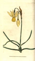 Narcissus - Reflexed påsklilja, Narcissus triandrus. Handkolorerad kopparstick efter en botanisk illustration av James Sowerby från William Curtis