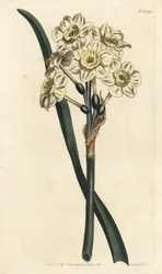 Narcissus en bukett - Buntblommig påsklilja, Narcissus tazetta (Blek-kupad vit trädgårdsnarcissus; Narcissus orientalis) - Handkolorerad kopparstick av F. Sansom Jr. efter en illustration av Sydenham Edwards från William Curtis