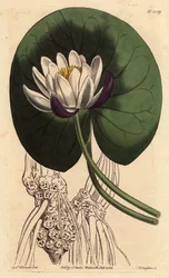 Nenuphar har en stor vit blomma framför hela sitt runda blad. Koppblommig näckros med stor vit blomma framför rund liljedyna. Nymphaea nitida. Handfärgad kopparstick från en botanisk illustration av Sydenham Edwards från William