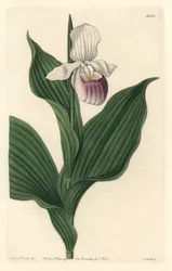 Orchid, Royal Cypripede - Water forte av S. Watts från en illustration av Sarah Anne Drake (1803-1857), från Botanical Register