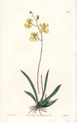 Orchid: Variete Tolumnia guianensis, endemisk till Haiti och Santo Domingo - Plåt graverad av S.Watts, från en illustration av Sarah Anne Drake (1803-1857), från Botanical Register of Sydenham Edwards (1768-1819), England