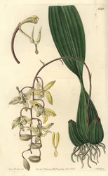 Orkidiesort Cirrhaea - Loddiges