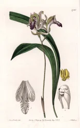 Orchid: Variety of Bletia of America - Plåt graverad av S.Watts, från en illustration av Sarah Anne Drake (1803-1857), från Botanical Register of Sydenham Edwards (1768-1819), England