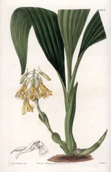 Orkidé: kalantvariant, med gula blommor - Plåt graverad av S.Watts, från en illustration av Sarah Anne Drake (1803-1857), från Botanical Register of Sydenham Edwards (1768-1819), England