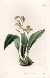 Orkidé: maxillary a bunches - Gravyr av S.Watts, efter en illustration av Sarah Anne Drake (1803-1857), från Botanical Register of Sydenham Edwards (1768-1819), England