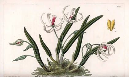 Orkidé: miniatyrvariant av leptoter - Plåt graverad av S.Watts, från en illustration av Sarah Anne Drake (1803-1857), från Botanical Register of Sydenham Edwards (1768-1819), England