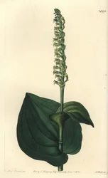 Orchid variete - Gennaria diphylla (Hjärtbladig herminium, Herminium cordatum). Handkolorerad kopparstick av S. Watts efter en illustration av Miss Sarah Drake från Sydenham Edwards