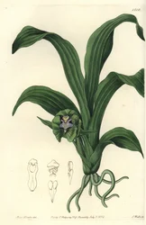 Orchid variete - Pabstia viridis orkidé (Grön maxillaria, Maxillaria viridis). Handkolorerad kopparstick av S. Watts efter en illustration av Miss Sarah Drake från Sydenham Edwards