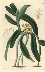Orchid Variete Saccolabium - Acampe Praemorsa Orchid (Pimpled Saccolabium, Saccolabium papilosum). Handfärgad kopparplattgravering av S. Watts efter en illustration av M. Hart från Sydenham Edwards 