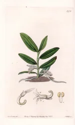Orchid: variete de camphylocentrum - Tallrik graverad av S.Watts, från en illustration av Sarah Anne Drake (1803-1857), från Botanical Register of Sydenham Edwards (1768-1819), England