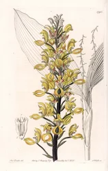 Orchid: variete of govenia - Plåt graverad av S.Watts, från en illustration av Sarah Anne Drake (1803-1857), från Botanical Register of Sydenham Edwards (1768-1819), England