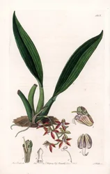 Orkidé: variant av macradenia, infödd i Guyana - Plåt graverad av S.Watts, från en illustration av Sarah Anne Drake (1803-1857), från Botanical Register of Sydenham Edwards (1768-1819), England