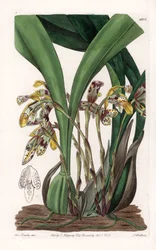 Orkidé: variant av maxillaria, hemma i Sydamerika - Plåt graverad av S.Watts, baserad på en illustration av Sarah Anne Drake (1803-1857), från Botanical Register of Sydenham Edwards (1768-1819), England