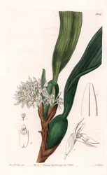 Orkidé: variant av maxillaria, infödd i Sydamerika - Plåt graverad av S.Watts, från en illustration av Sarah Anne Drake (1803-1857), från Botanical Register of Sydenham Edwards (1768-1819), England