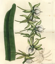 Orkidésort av öarna i Indiska oceanen - Elfenben angraecum orkidé, Angraecum eburneum. Handkolorerad kopparstick av S. Watts efter en illustration av Miss Sarah Drake från Sydenham Edwards