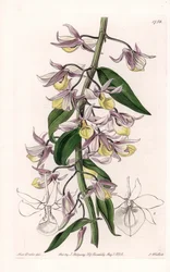 Orkidé: sort av Dendrobium, infödd i Asien - Plåt graverad av S. Watts, från en illustration av Sarah Anne Drake (1803-1857), från Botanical Register of Sydenham Edwards (1768-1819), England