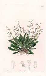 Orchid: variation of epidendre - Plåt graverad av S.Watts, från en illustration av Sarah Anne Drake (1803-1857), från Botanical Register of Sydenham Edwards (1768-1819), England