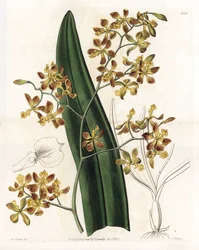 Orchid: variation of epidendrum - Plåt graverad av S.Watts, från en illustration av Sarah Anne Drake (1803-1857), från Botanical Register of Sydenham Edwards (1768-1819), England