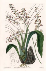 Orchid: sort of eulophia - Plåt graverad av S.Watts, från en illustration av Sarah Anne Drake (1803-1857), från Botanical Register of Sydenham Edwards (1768-1819), England